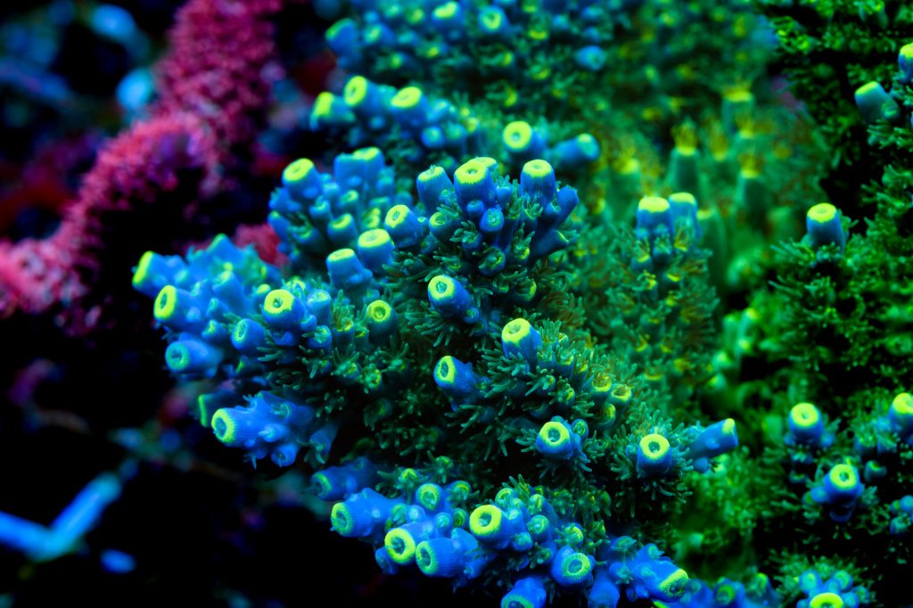 Modern Reef